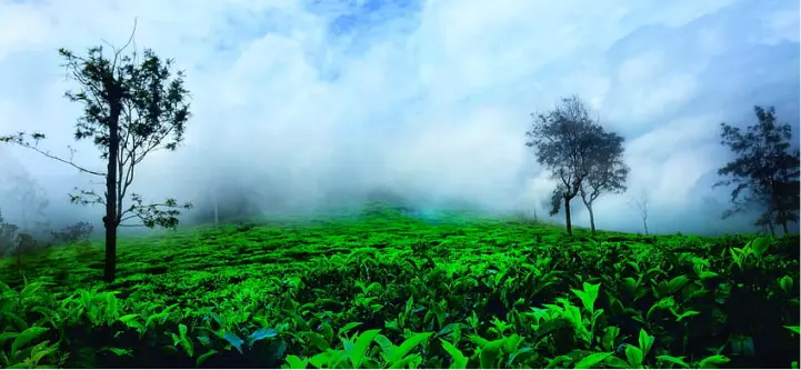 Mysuru & Ooty